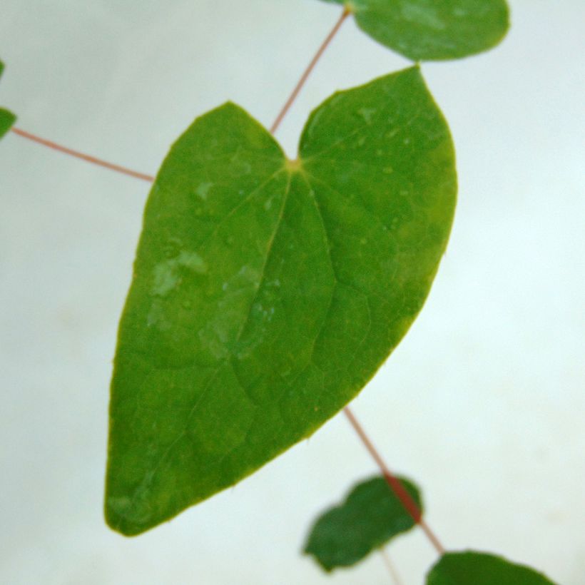 Valkovarjohiippa Niveum (Lehvistö)