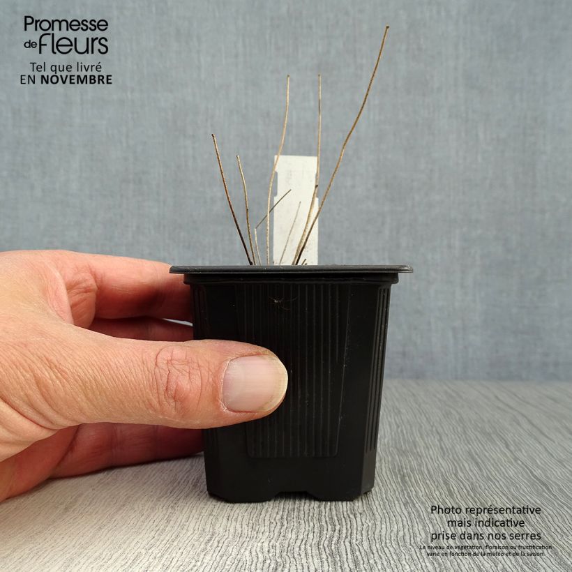 Esimerkki syksyllä toimitetusta Valkovarjohiippa Roseum 8/9 cm taimiruukku-taimesta