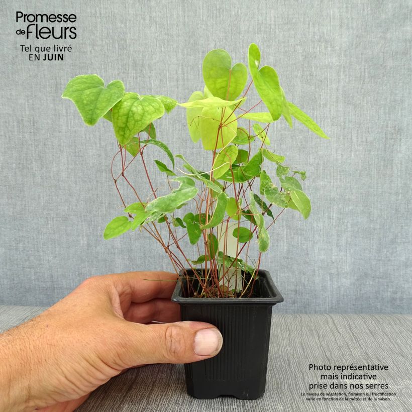 Esimerkki kesällä toimitetusta Valkovarjohiippa Roseum Godet de 8/9 cm-taimesta