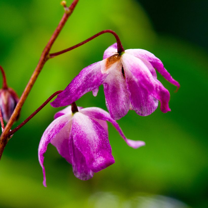 Valkovarjohiippa Roseum (Kukinta)