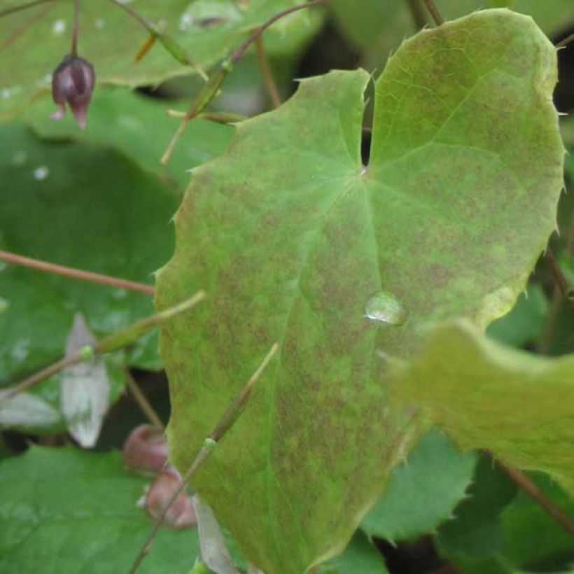 Varjohiippa Pink Elf (Lehvistö)