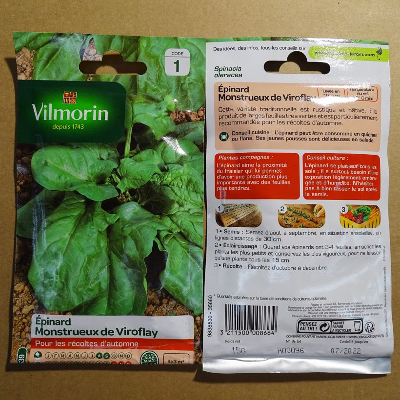 Esimerkki toimitetusta Pinaatti Monstrueux de Viroflay - Vilmorin 1500 siemenen pussi (15g)-taimesta