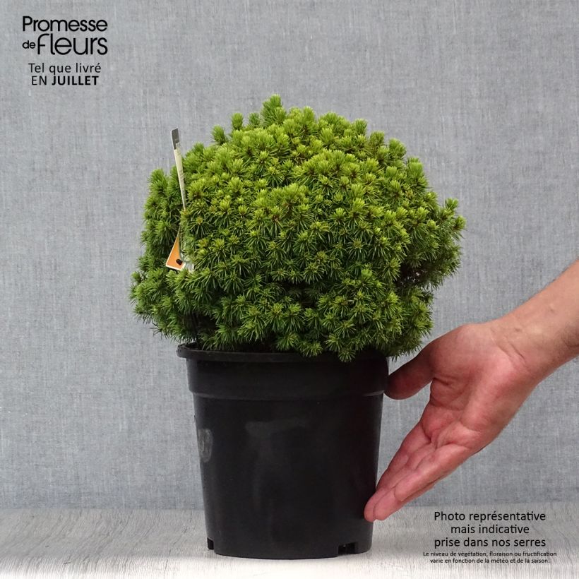 Esimerkki kesällä toimitetusta Valkokuusi Alberta Globe Pot de 2L/3L-taimesta