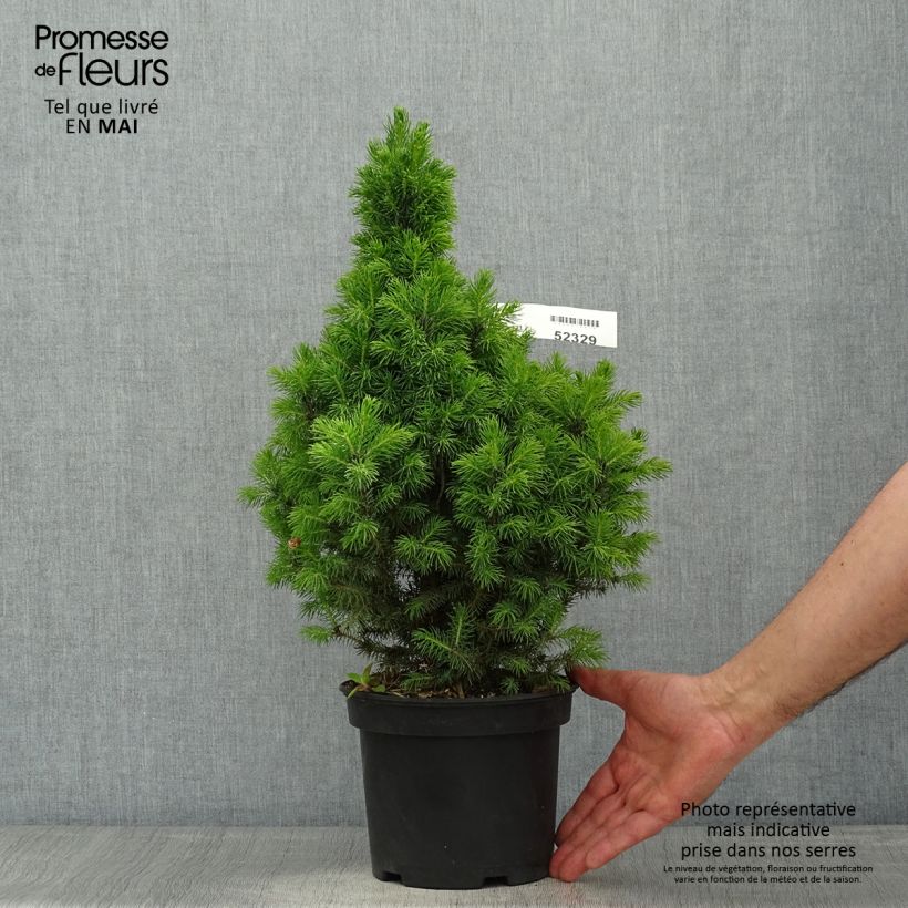 Esimerkki keväällä toimitetusta Valkokuusi Conica Blue (Sander's Blue) Ruukku 3L / 4L-taimesta