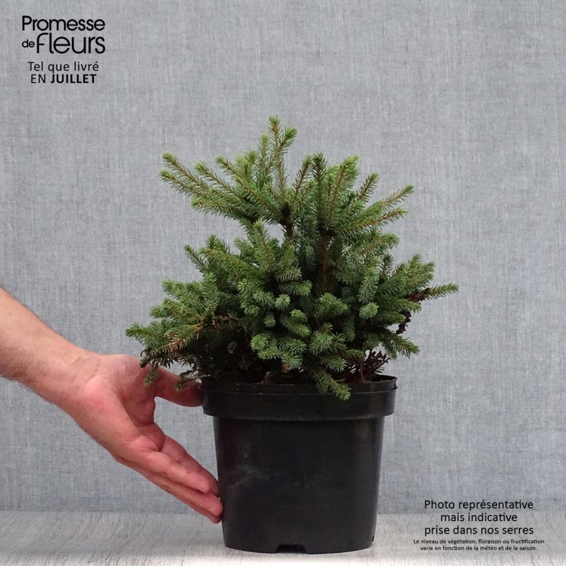 Esimerkki kesällä toimitetusta Valkokuusi Echiniformis Pot de 2L/3L-taimesta