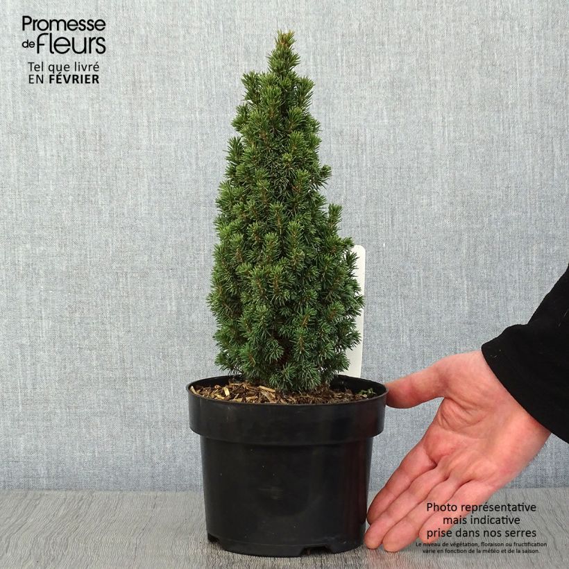 Esimerkki talvella toimitetusta Valkokuusi Piccolo Pot de 2L/3L-taimesta