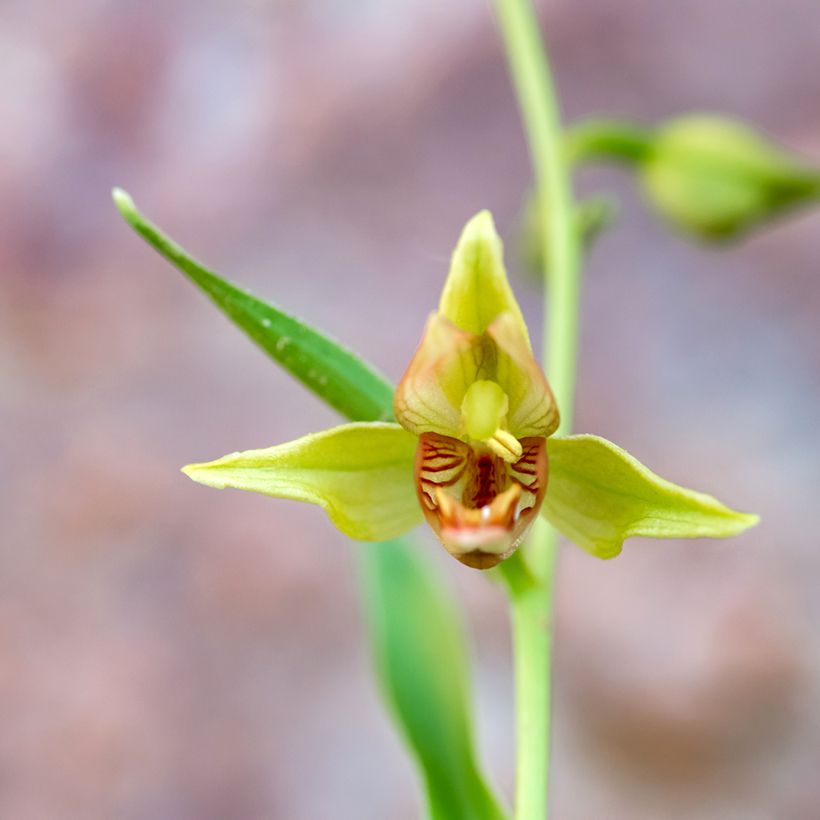 Isoneidonvaippa - Epipactis gigantea (Kukinta)