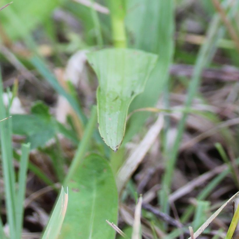 Suoneidonvaippa - Epipactis palustris (Lehvistö)