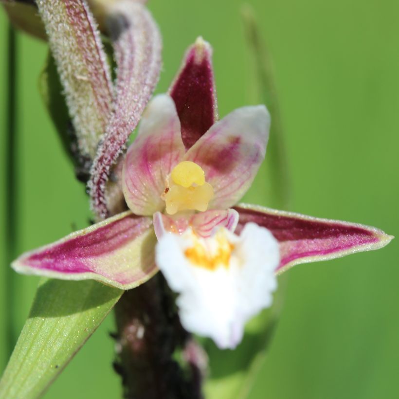 Suoneidonvaippa - Epipactis palustris (Kukinta)