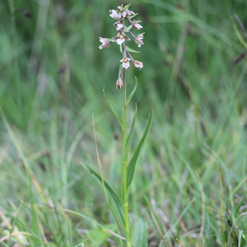 Suoneidonvaippa - Epipactis palustris (Kasvutapa)