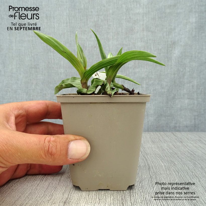 Esimerkki syksyllä toimitetusta Suoneidonvaippa - Epipactis palustris 8/9 cm taimiruukku-taimesta