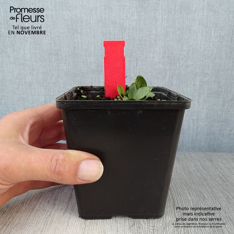 Esimerkki syksyllä toimitetusta Suoneidonvaippa - Epipactis palustris 1 litran / 1,5 litran ruukku-taimesta