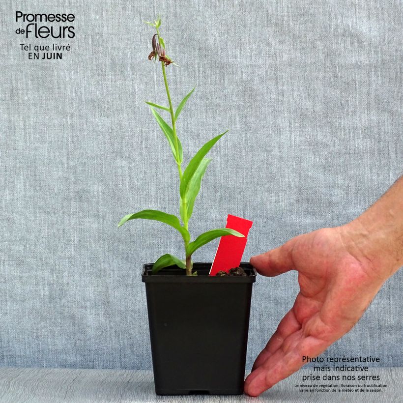 Esimerkki kesällä toimitetusta Suoneidonvaippa - Epipactis palustris Ruukku 1L / 1,5L-taimesta