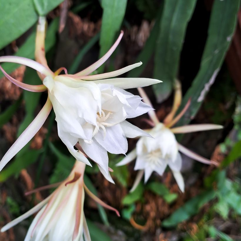 Kalanruotokaktus - Epiphyllum anguliger (Kukinta)