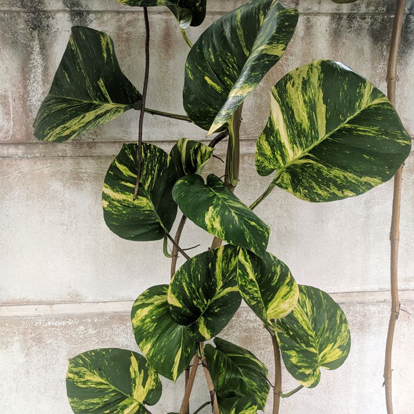 Kultaköynnös - Epipremnum aureum (Lehvistö)