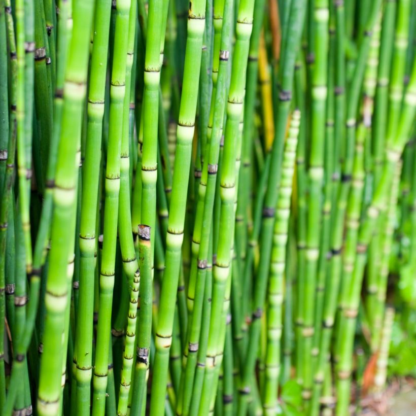 Kangaskorte - Equisetum camtschatcense (Lehvistö)