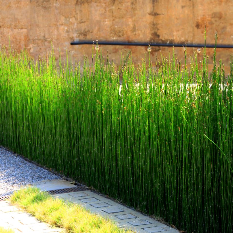 Kangaskorte - Equisetum camtschatcense (Kasvutapa)