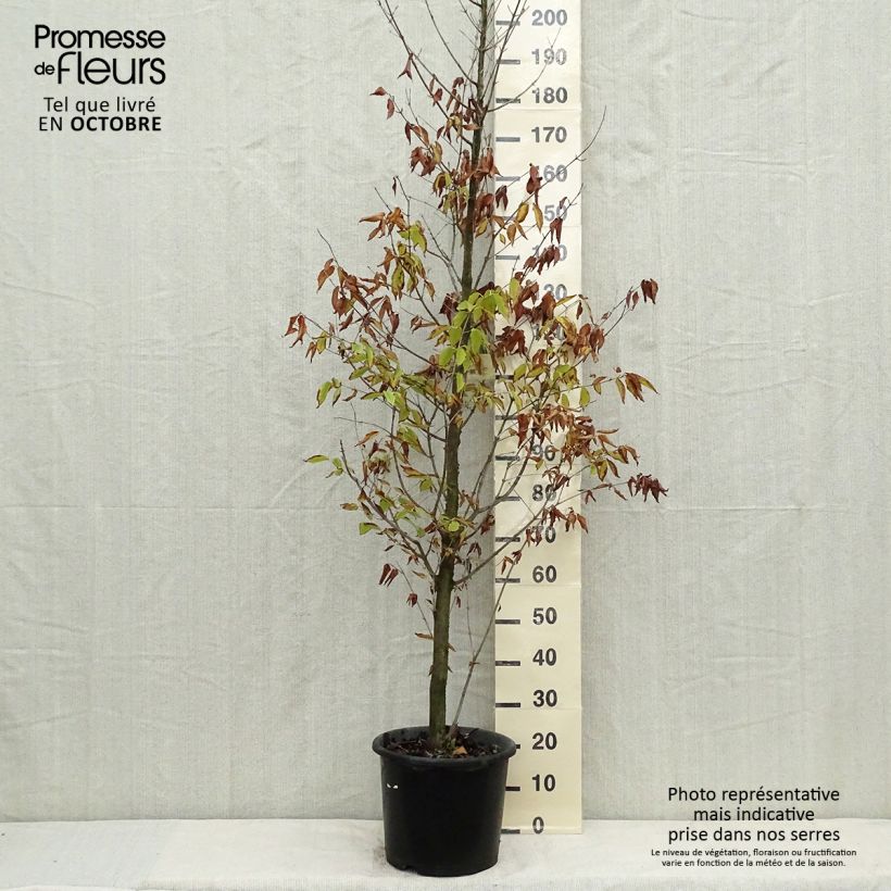 Esimerkki syksyllä toimitetusta Pyökkivaahtera - Acer carpinifolium 7,5 litran / 10 litran ruukku, Muotoilematon piiskataimi-taimesta