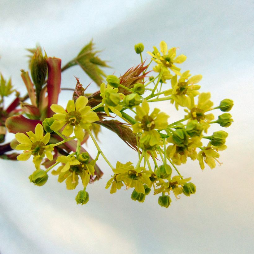Metsävaahtera Globosum (Kukinta)