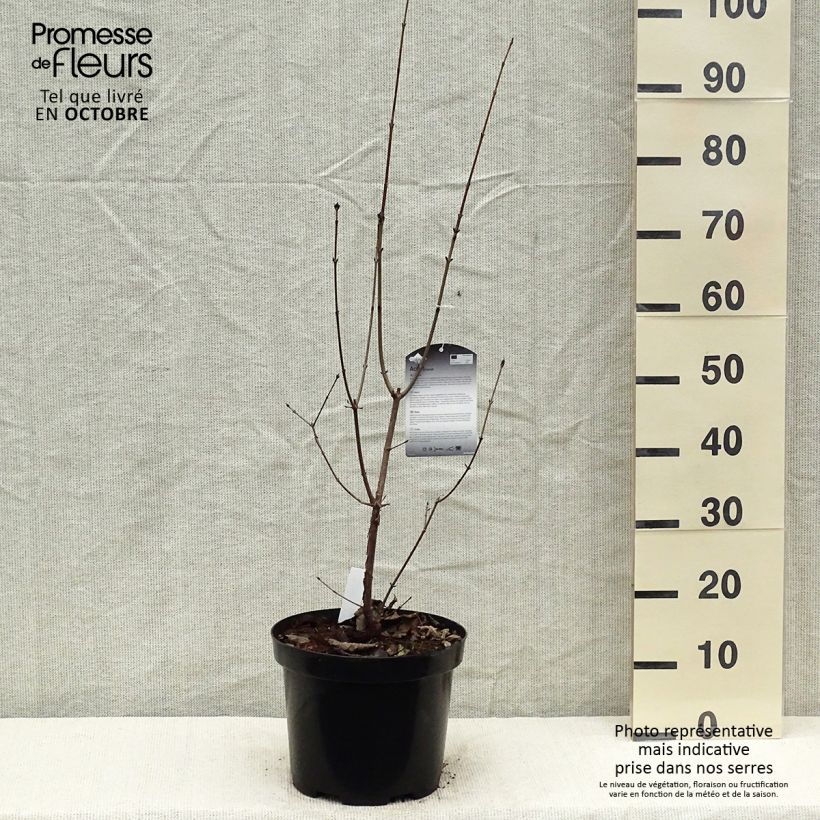 Esimerkki syksyllä toimitetusta Kuparivaahtera - Acer griseum 7,5 litran / 10 litran ruukku-taimesta