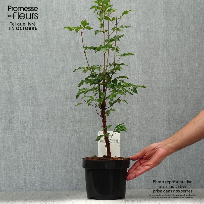 Esimerkki syksyllä toimitetusta Kuparivaahtera - Acer griseum 3 litran/4 litran ruukku-taimesta