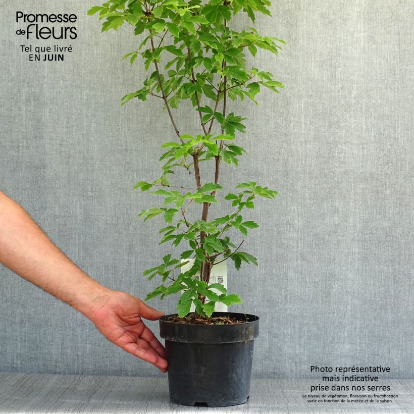 Esimerkki kesällä toimitetusta Kuparivaahtera - Acer griseum 3 litran/4 litran ruukku-taimesta