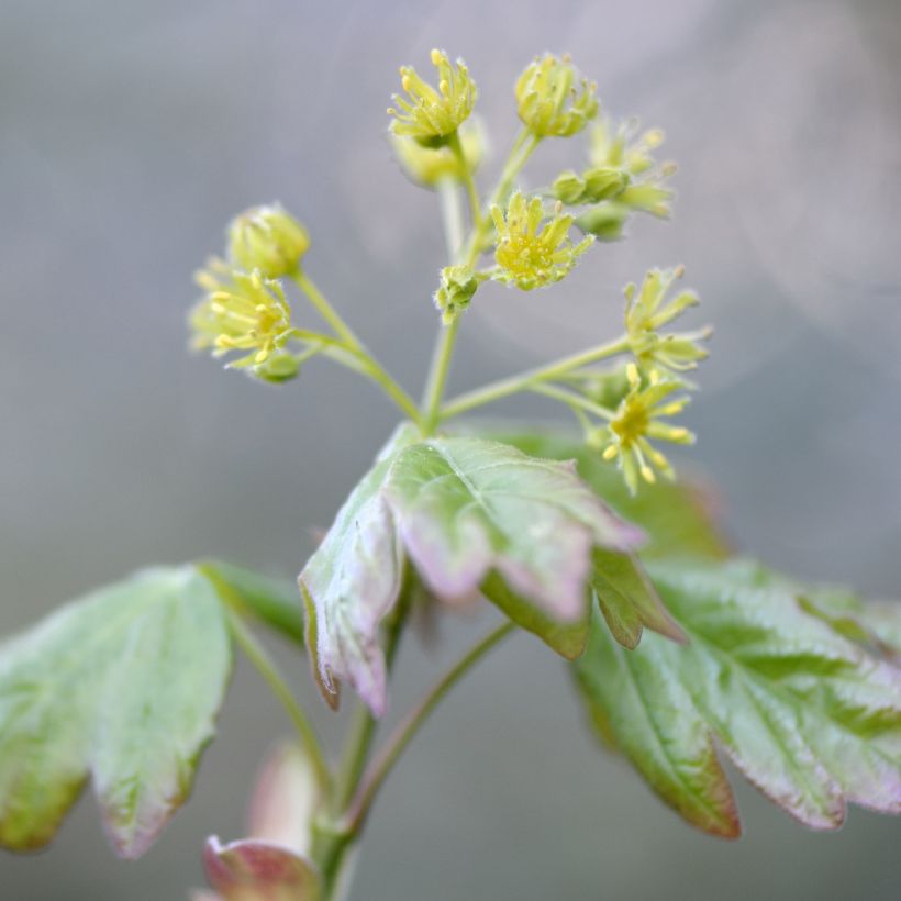 Niverävaahtera - Acer campestre (Kukinta)