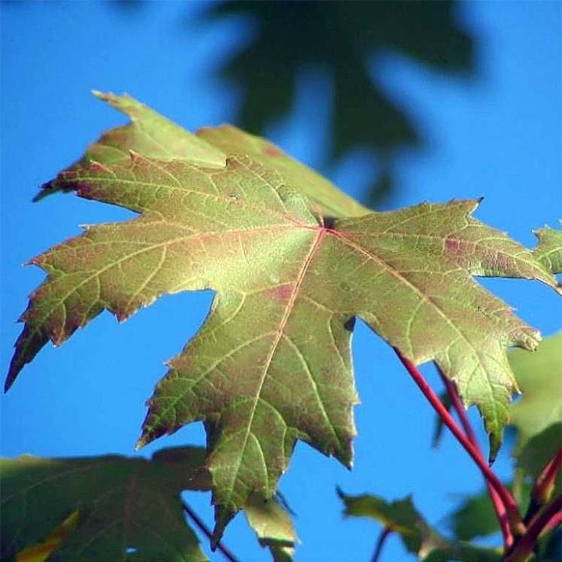 Vaahtera Autumn Blaze (Lehvistö)