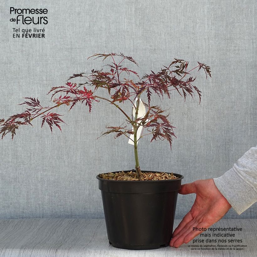 Esimerkki syksyllä toimitetusta Verijapaninvaahtera Crimson Queen 2 litran/3 litran ruukku-taimesta
