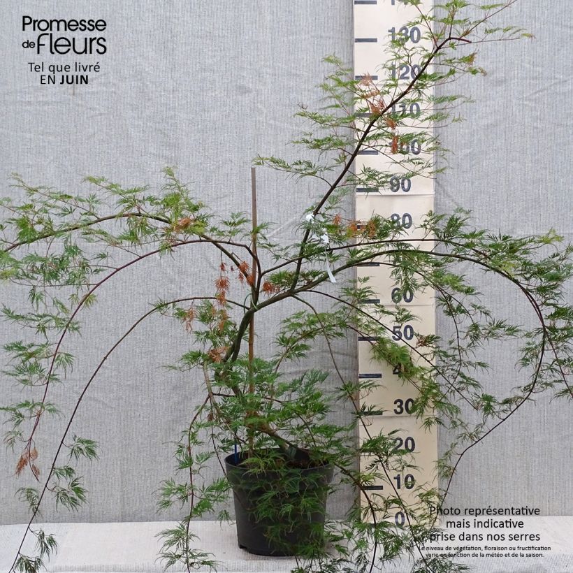 Esimerkki kesällä toimitetusta Japaninvaahtera Emerald Lace 7,5 litran / 10 litran ruukku-taimesta