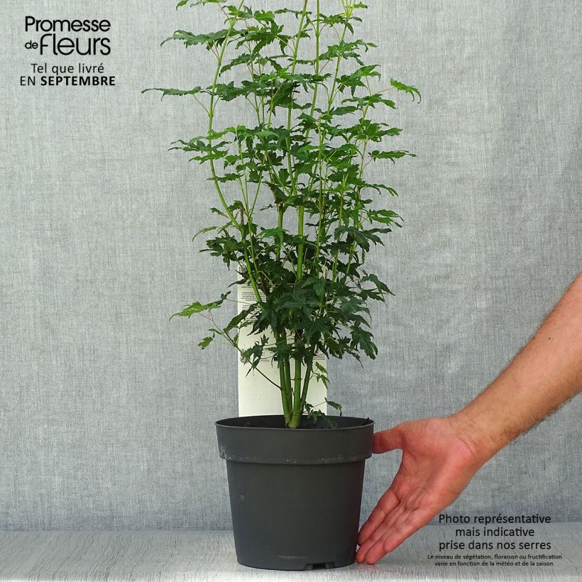 Esimerkki syksyllä toimitetusta Japaninvaahtera Going Green 3 litran/4 litran ruukku-taimesta