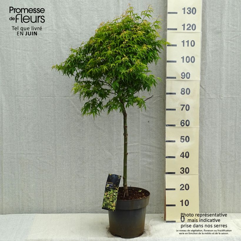 Esimerkki keväällä toimitetusta Japaninvaahtera Sharp's Pygmy 7,5 litran / 10 litran ruukku, Runko-taimesta