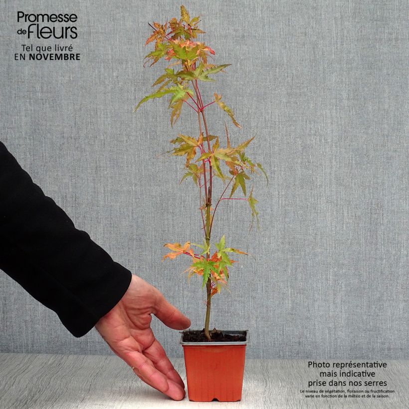 Esimerkki syksyllä toimitetusta Japaninvaahtera - Acer palmatum 8/9 cm taimiruukku-taimesta