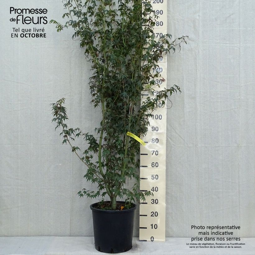Esimerkki syksyllä toimitetusta Japaninvaahtera - Acer palmatum 20 litran/25 litran ruukku-taimesta