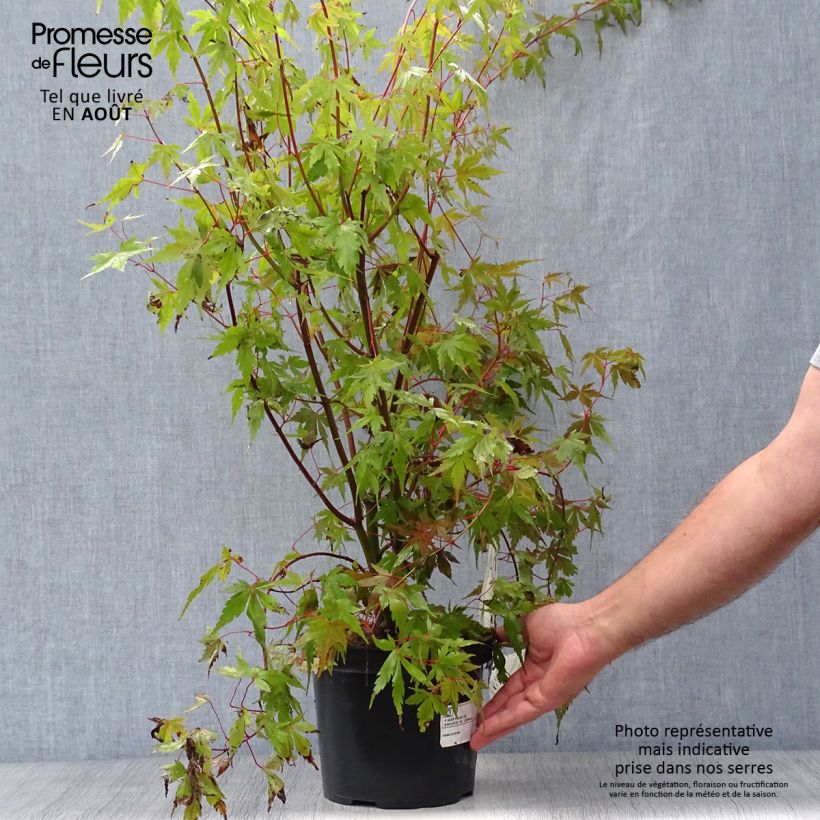 Esimerkki kesällä toimitetusta Japaninvaahtera - Acer palmatum 3 litran/4 litran ruukku-taimesta