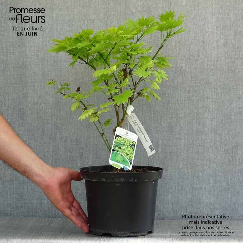 Esimerkki kesällä toimitetusta Érable du Japon - Acer shirasawanum Aureum Pot de 3L/4L-taimesta