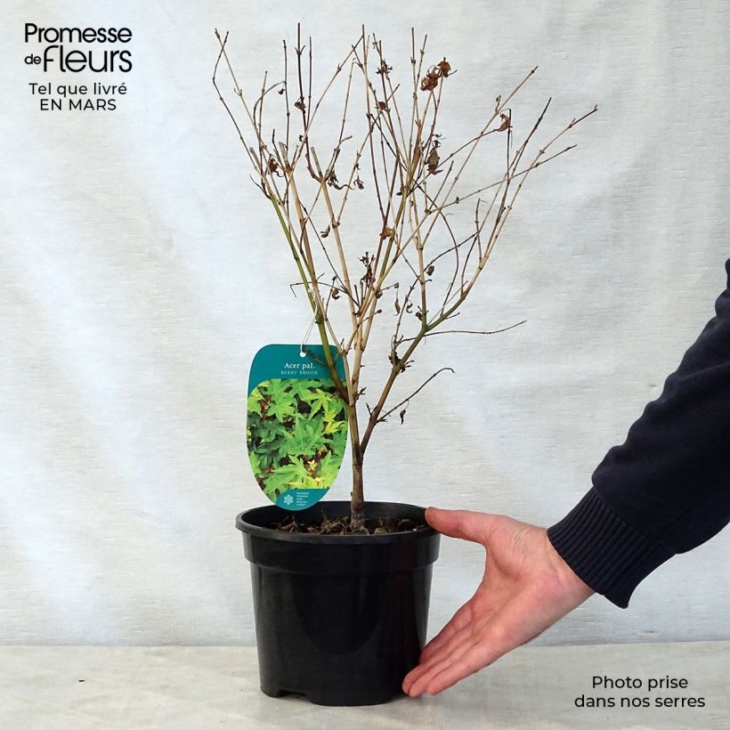 Esimerkki keväällä toimitetusta Japaninvaahtera Berry Broom 2 litran/3 litran ruukku-taimesta
