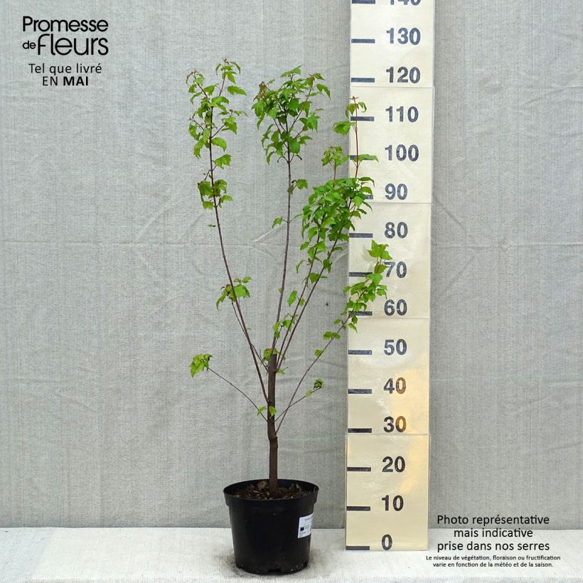 Esimerkki keväällä toimitetusta Mongolianvaahtera - Acer tataricum subsp. ginnala 4 litran/5 litran ruukku-taimesta