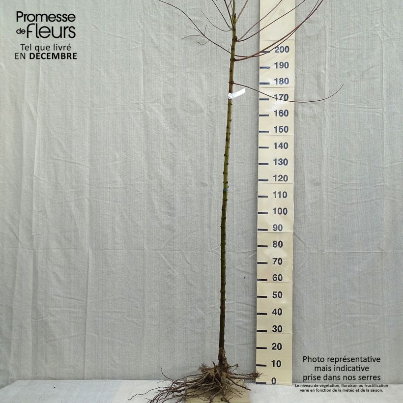 Esimerkki talvella toimitetusta Mongolianvaahtera - Acer tataricum subsp. ginnala Paljaat juuret, Runko-taimesta