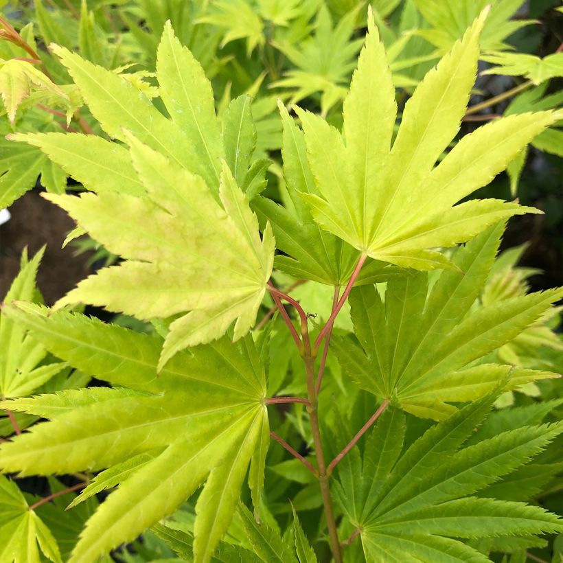 Japaninvaahtera Summer Gold (Lehvistö)