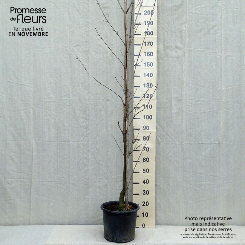 Esimerkki syksyllä toimitetusta Metsävaahtera Drummondii 12 litran/15 litran ruukku, Muotoilematon piiskataimi-taimesta