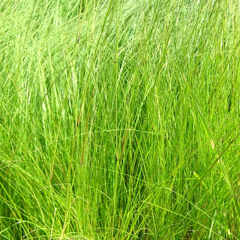 Kaartoröllinurmikka - Eragrostis curvula (Lehvistö)