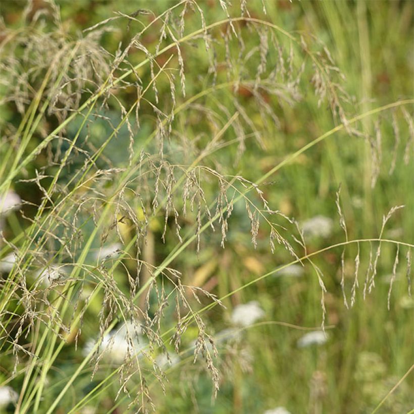 Kaartoröllinurmikka - Eragrostis curvula (Kukinta)