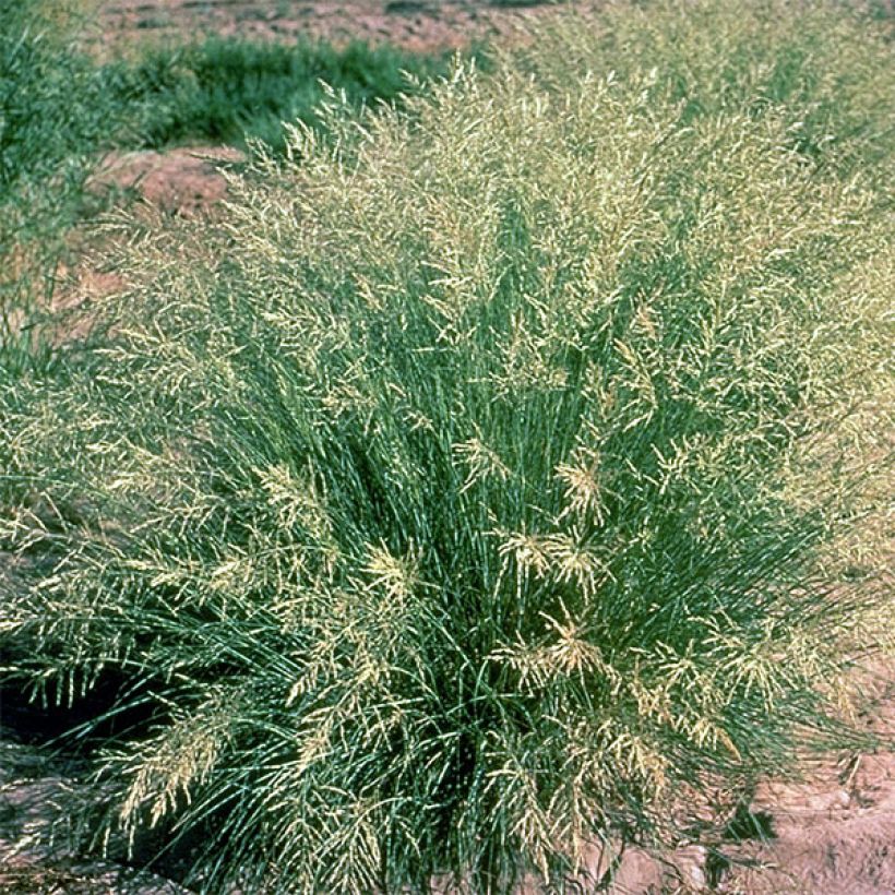 Kaartoröllinurmikka - Eragrostis curvula (Kasvutapa)