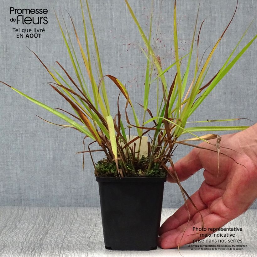 Esimerkki kesällä toimitetusta Loistoröllinurmikka Great Plains Godet de 8/9 cm-taimesta