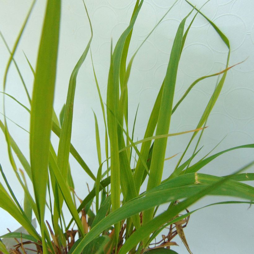 Loistoröllinurmikka - Eragrostis spectabilis (Lehvistö)
