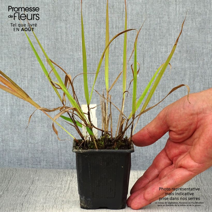 Esimerkki kesällä toimitetusta Loistoröllinurmikka - Eragrostis spectabilis Godet de 8/9 cm-taimesta