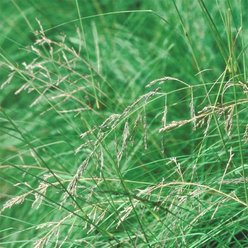 Röllinurmikka - Eragrostis trichodes (Kukinta)