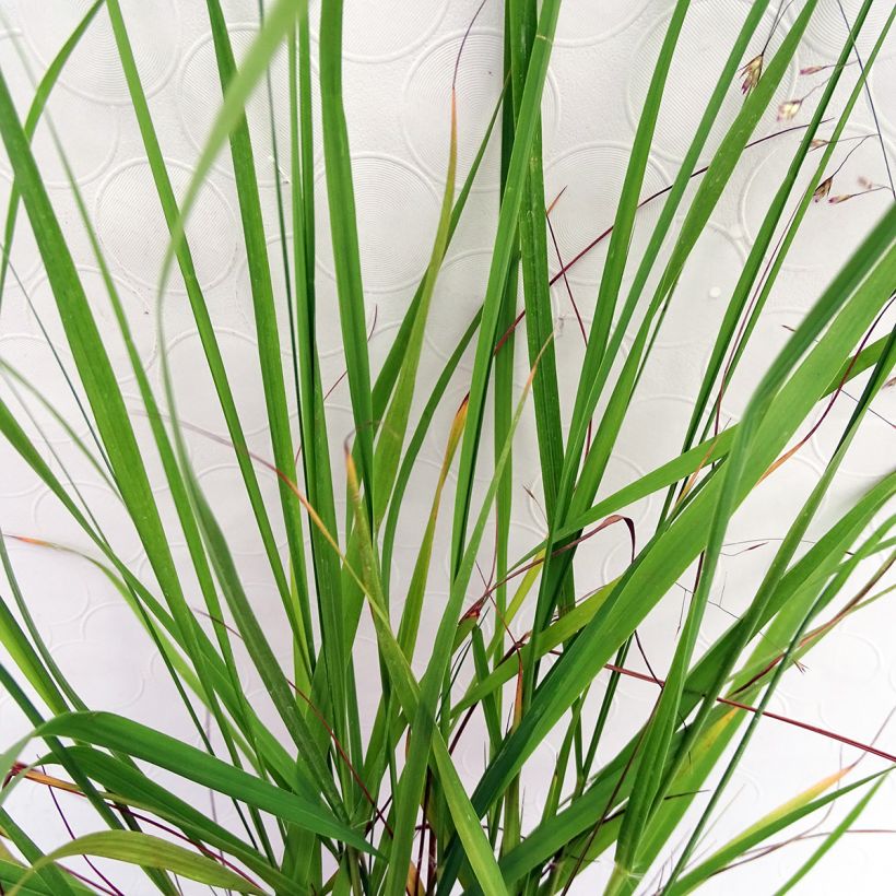Röllinurmikka - Eragrostis trichodes (Lehvistö)