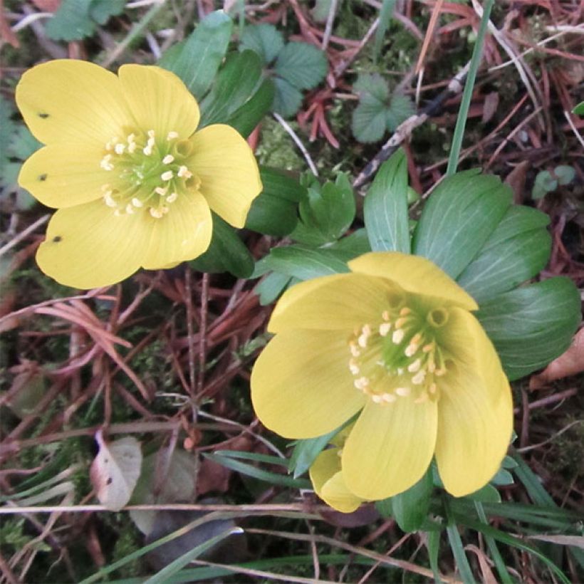 Talventähti Schwefelglanz (Kukinta)